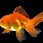 Gold Fish 1pcs