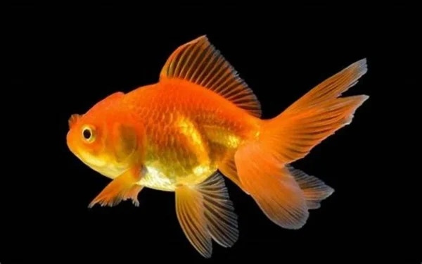 Gold Fish 1pcs