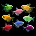 Glo Widow Tetra (Mix Colours)