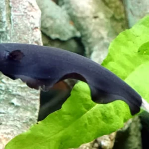 Black Ghost knife fish