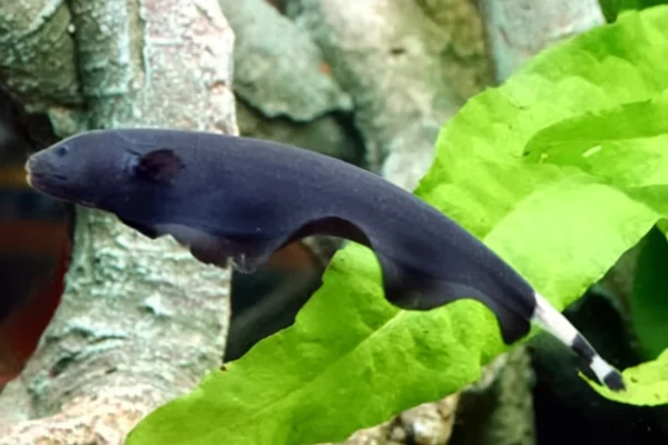 Black Ghost knife fish