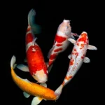 Koi Carp 1pcs