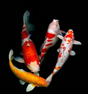 Koi Carp 1pcs